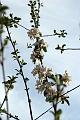 Apple Blossom Branch 2